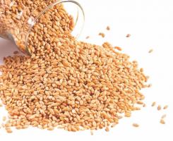 Пшеница для проращивания весовая (Павловское) - магазин здорового питания «Добрый лес»