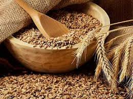 Пшеница для проращивания 5кг (Павловское) - магазин здорового питания «Добрый лес»